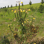 Oenothera glazioviana - Rotkelchige Nachtkerze