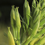 Oenothera pycnocarpa - Dickfrüchtige Nachtkerze
