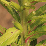 Oenothera subterminalis - Schlesische Nachtkerze
