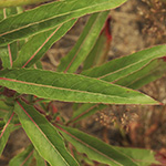 Oenothera subterminalis - Schlesische Nachtkerze