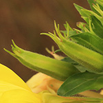 Oenothera subterminalis - Schlesische Nachtkerze