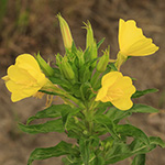 Oenothera subterminalis - Schlesische Nachtkerze