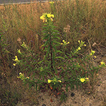Oenothera subterminalis - Schlesische Nachtkerze