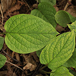 Omphalodes verna - Frühlings-Gedenkemein