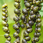 Onoclea sensibilis - Perlfarn