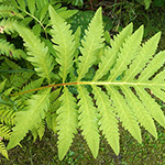 Onoclea sensibilis - Perlfarn