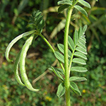 Ornithopus compressus - Flachhülsiger Vogelfuß