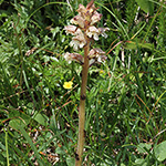 Orobanche alba - Quendel-Sommerwurz