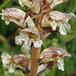 Orobanche alba - Quendel-Sommerwurz