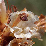 Orobanche amethystea - Amethyst-Sommerwurz