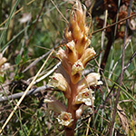 Orobanche amethystea - Amethyst-Sommerwurz