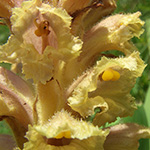 Orobanche bartlingii - Bartlings Sommerwurz