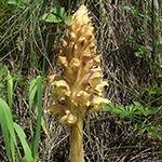 Orobanche bartlingii - Bartlings Sommerwurz