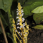 Orobanche ramosa - Ästige Sommerwurz