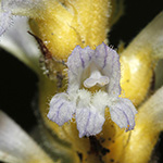 Orobanche ramosa - Ästige Sommerwurz