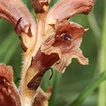 Orobanche teucrii - Gamander-Sommerwurz