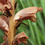 Orobanche teucrii - Gamander-Sommerwurz