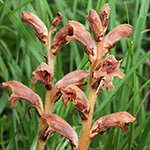 Orobanche teucrii - Gamander-Sommerwurz