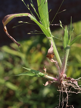 Panicum barbipulvinatum