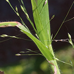 Panicum barbipulvinatum - Flussufer-Rispenhirse