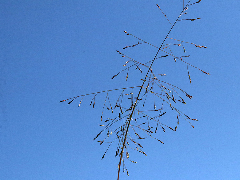 Panicum barbipulvinatum
