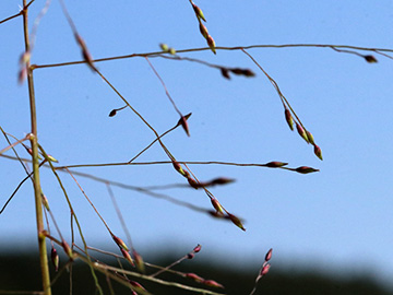 Panicum barbipulvinatum