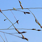 Panicum barbipulvinatum - Flussufer-Rispenhirse