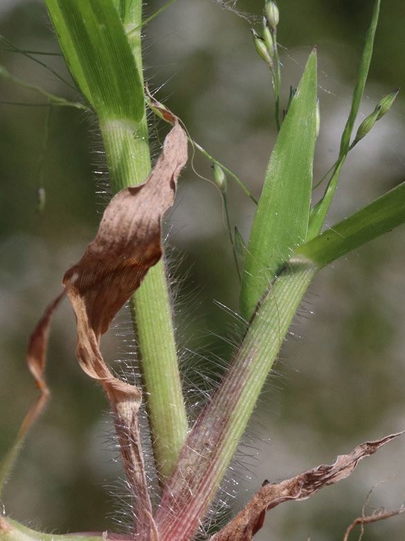 Panicum barbipulvinatum