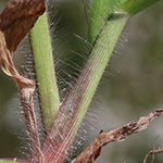 Panicum barbipulvinatum - Flussufer-Rispenhirse