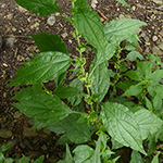 Parietaria officinalis - Aufrechtes Glaskraut