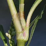 Persicaria lapathifolia subsp. lapathifolia - Gewöhnlicher Ampfer-Knöterich