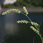 Persicaria lapathifolia subsp. lapathifolia - Gewöhnlicher Ampfer-Knöterich