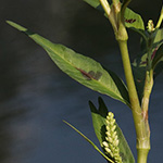 Persicaria lapathifolia subsp. lapathifolia - Gewöhnlicher Ampfer-Knöterich