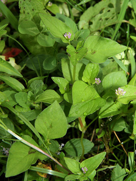Persicaria nepalensis