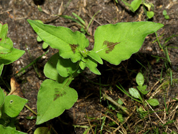 Persicaria nepalensis