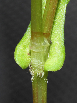 Persicaria nepalensis