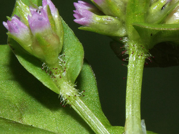 Persicaria nepalensis