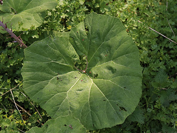 Petasites hybridus