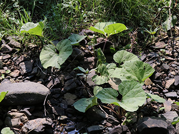 Petasites hybridus