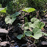 Petasites hybridus - Gewöhnliche Pestwurz