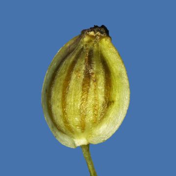 Peucedanum cervaria