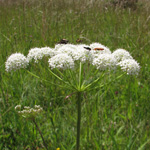 Peucedanum cervaria