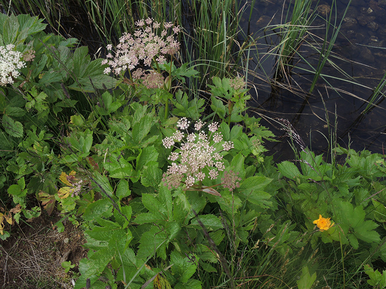 Peucedanum ostruthium