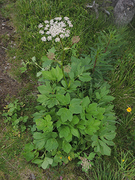 Peucedanum ostruthium