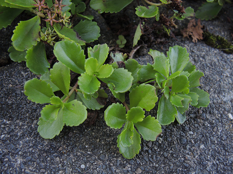 Phedimus ellacombeanus