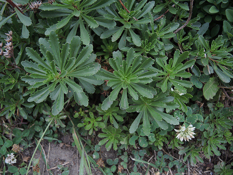 Phedimus hybridus