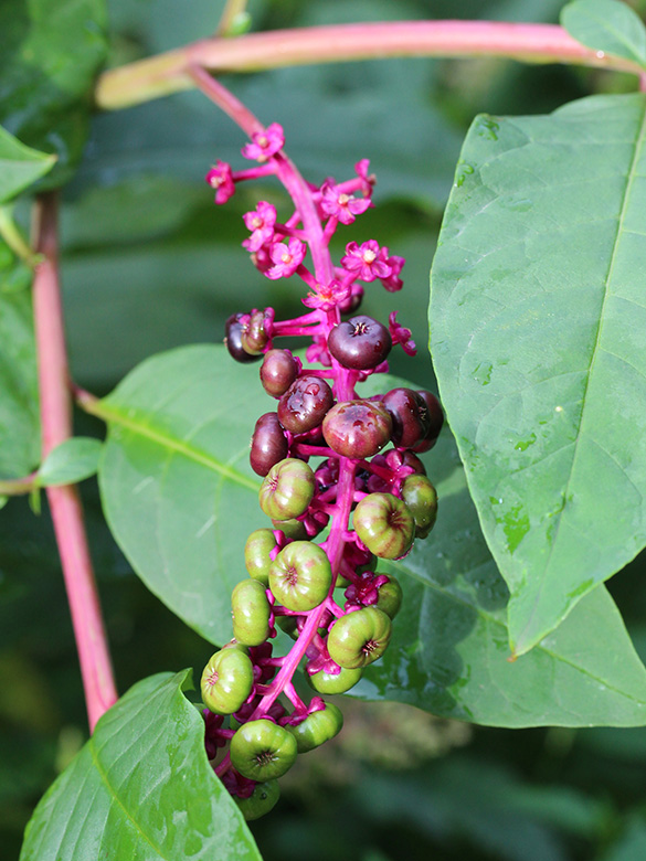 Phytolacca americana