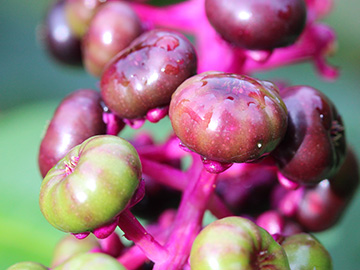Phytolacca americana