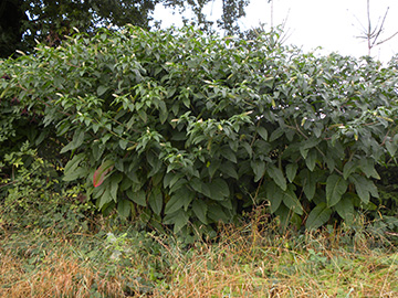Phytolacca americana