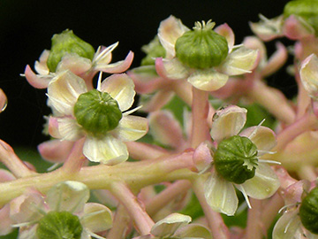 Phytolacca americana